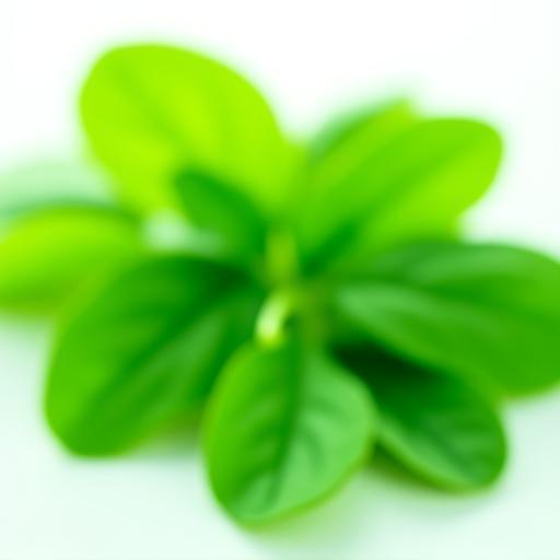 Freshly picked bright green baby spinach leaves